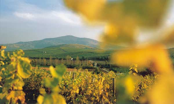 Regione vinicola Tokaj
